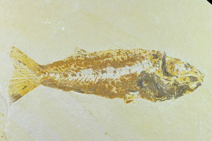 Bargain Fossil Fish (Mioplosus) - Uncommon Species #131120